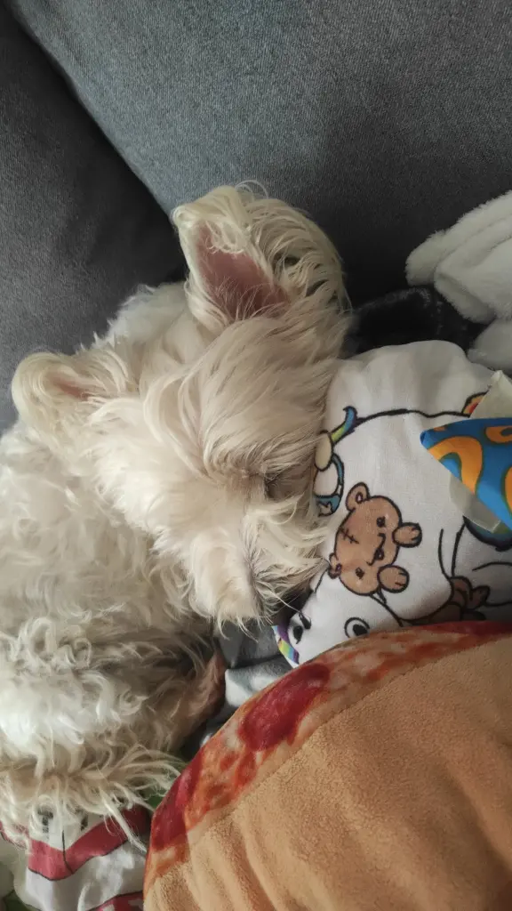 Bild von Sissy