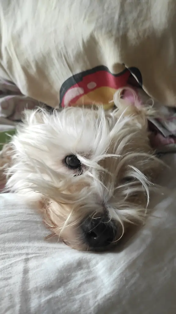 Bild von Sissy