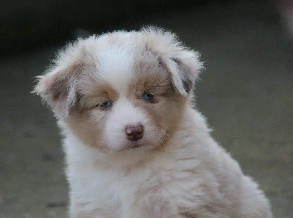 Andachtsbild von Maren Spirit of Topenga's Mini Aussies