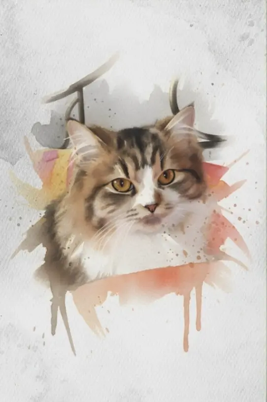 Bild von Kimi