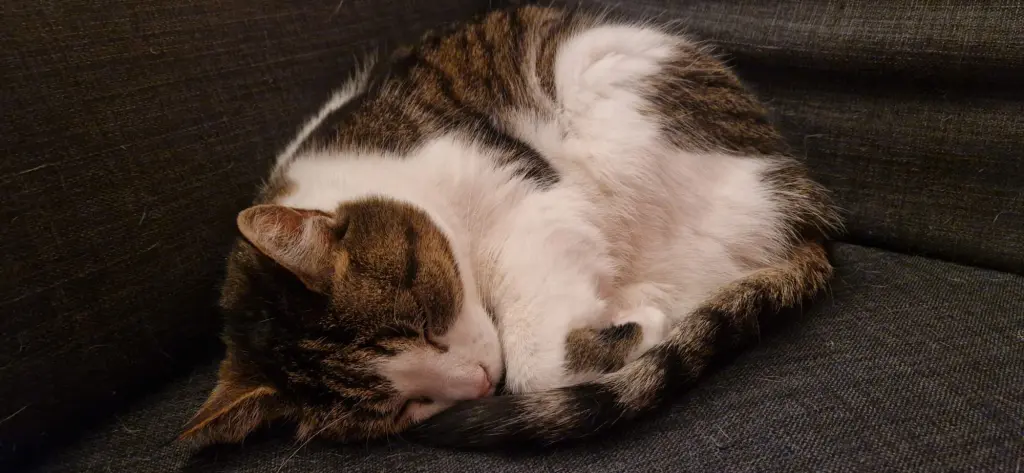 Bild von Perelka