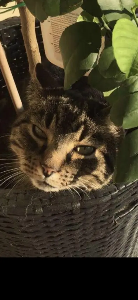 Bild von Tyger