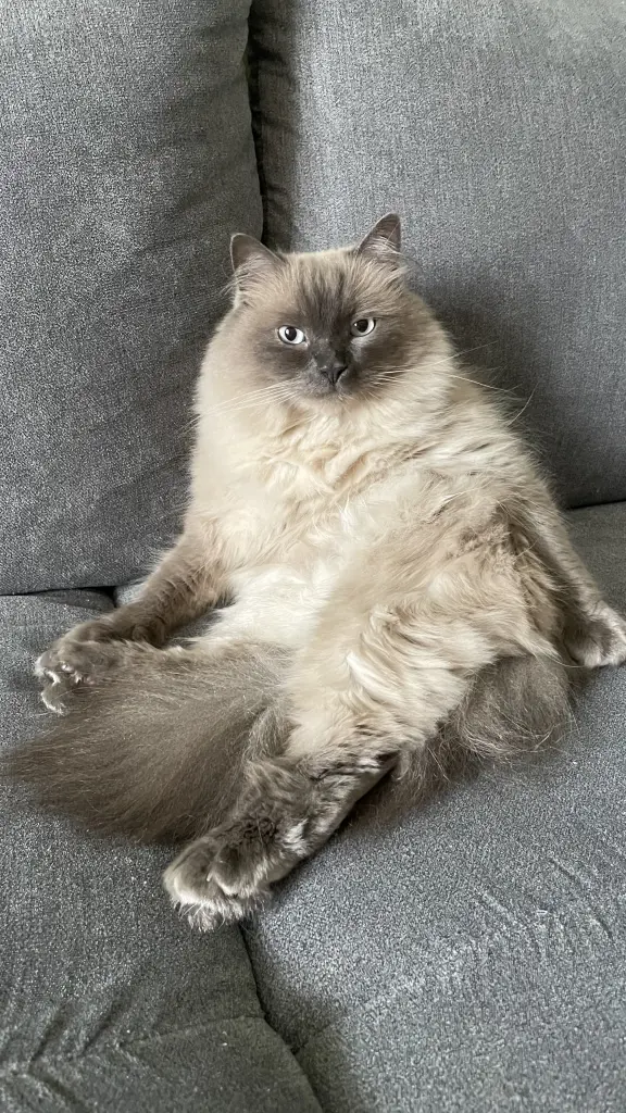Bild von Chicco