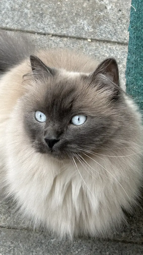 Bild von Chicco