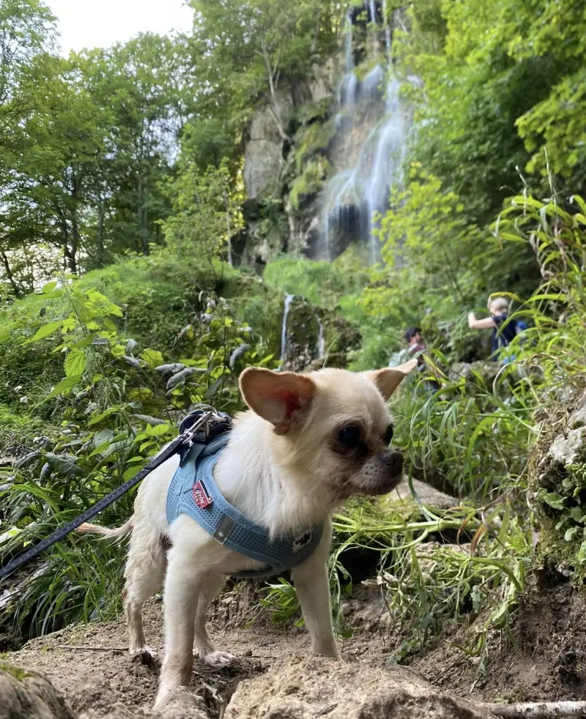 Andachtsbild von Dein Frauchen ❤️