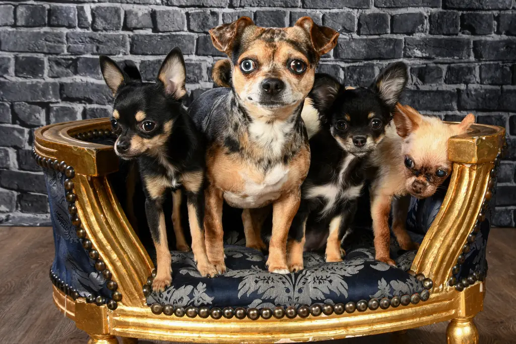 Thierry mit Milow, Princess und Maple-Angelina ❤️