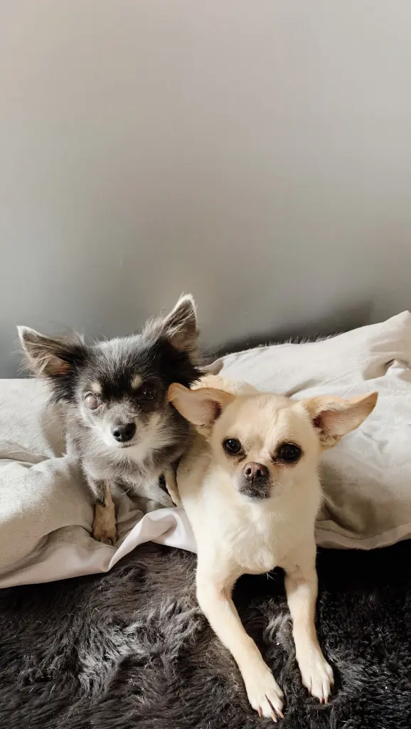 Thierry mit seiner verstorbenen Angel ❤️