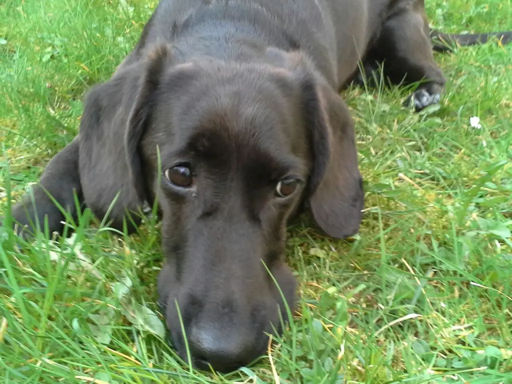 Bild von Bobby