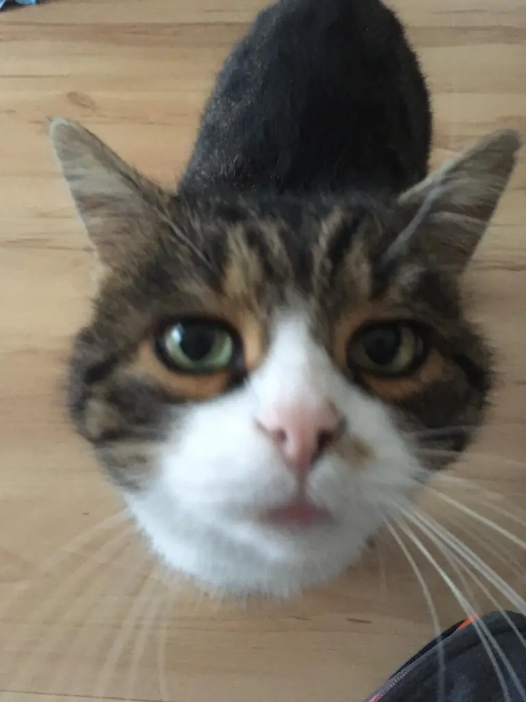 Bild von Bo