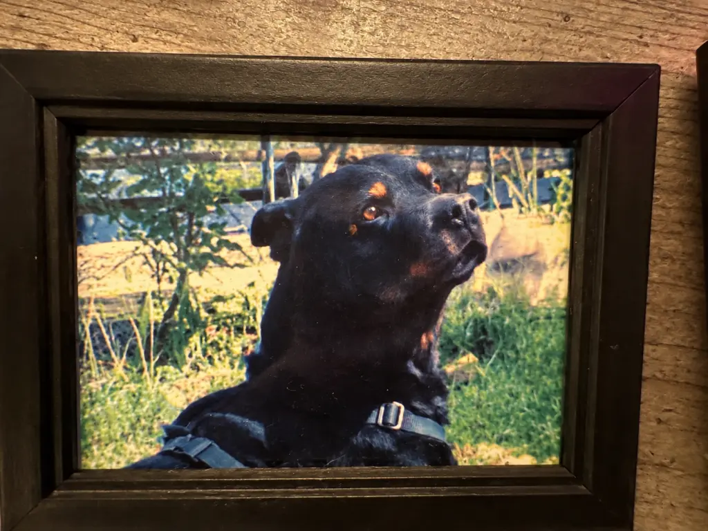 Image from Bandit