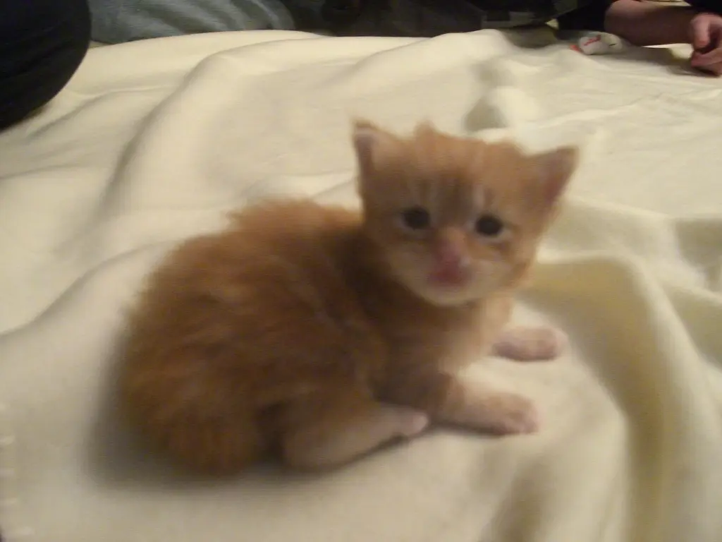 Bild von Peaches