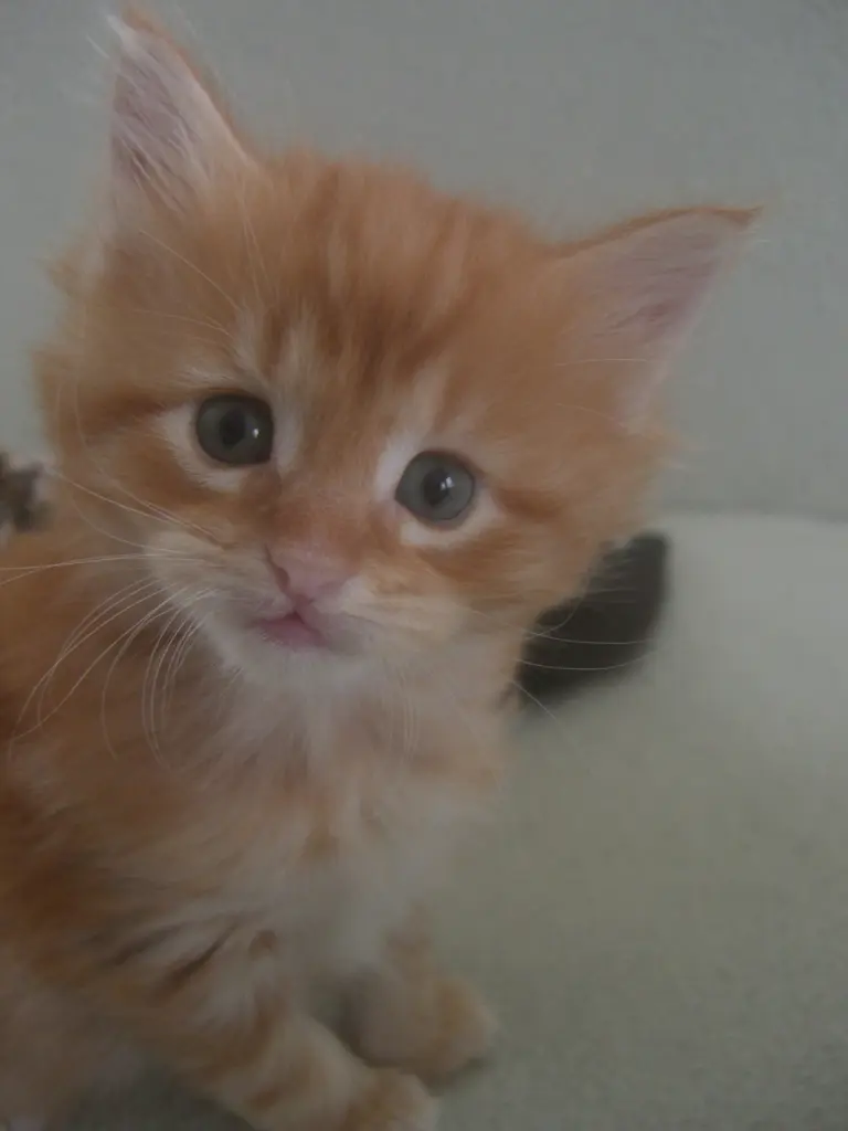 Bild von Peaches