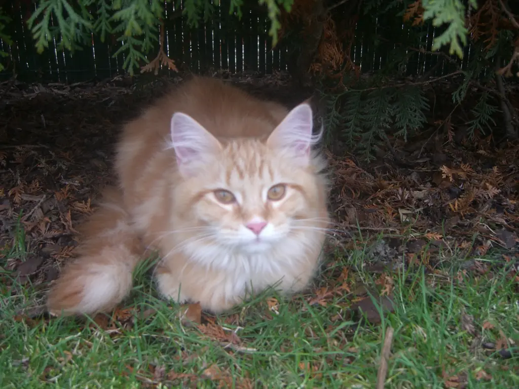 Bild von Peaches