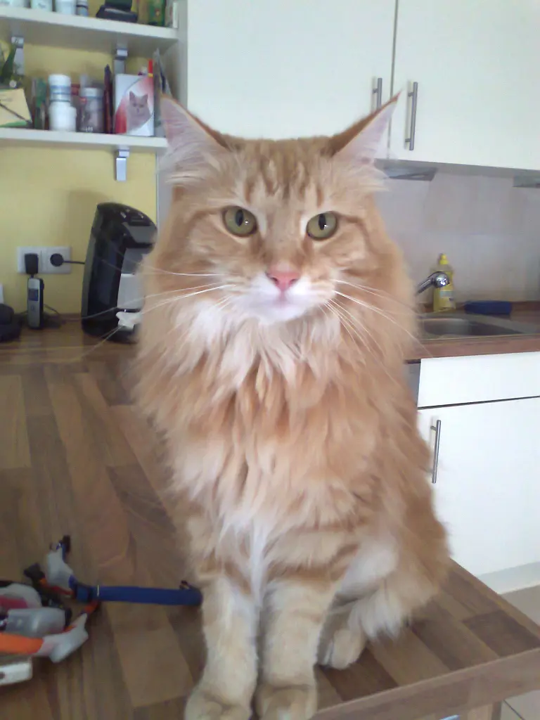 Bild von Peaches