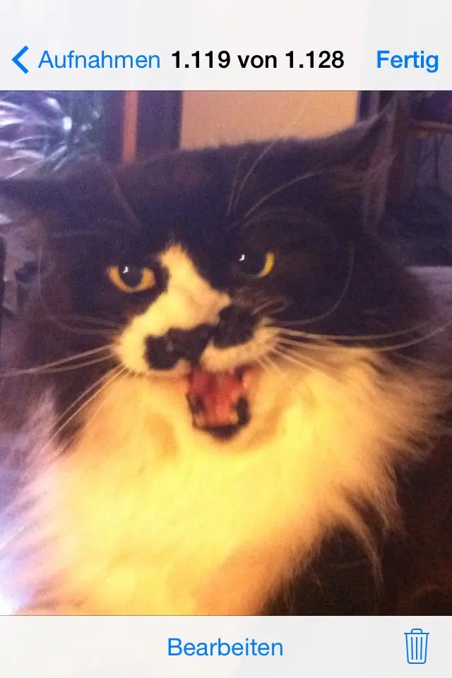 Image from Timmy