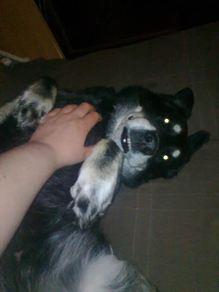 Condolence image of Katja mit Miego (+13.7.2018)