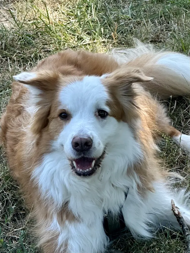 Bild von Rocket