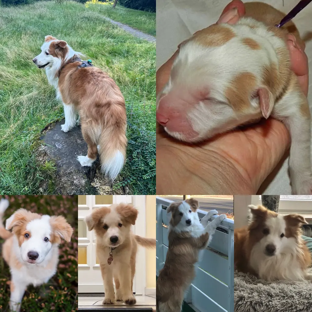 Bild von Rocket