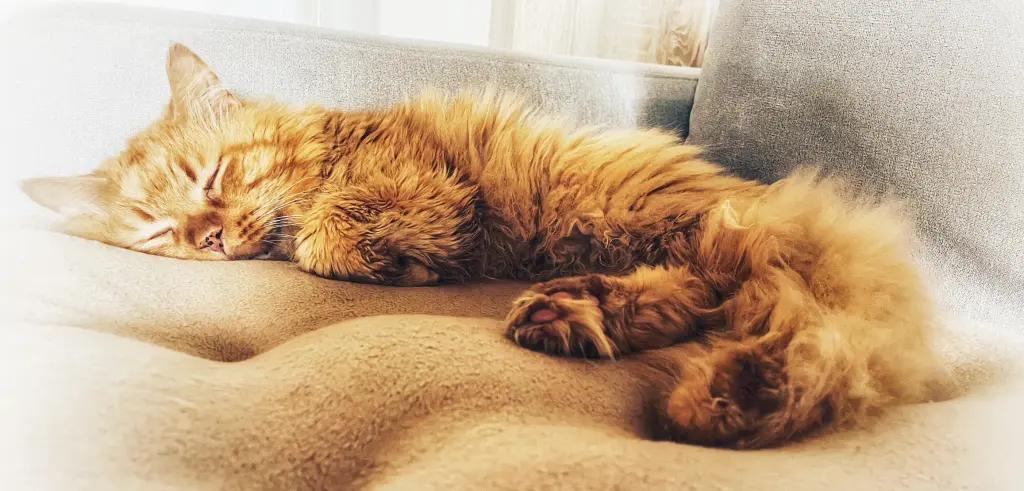 Bild von Simba