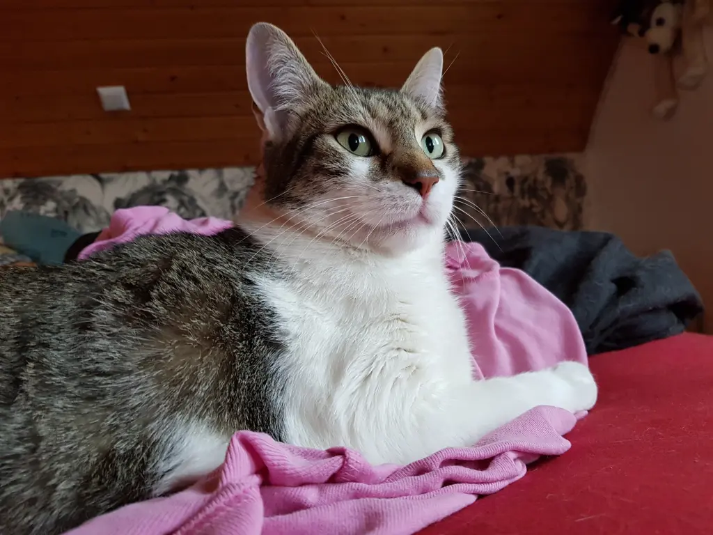 Image from Stitch