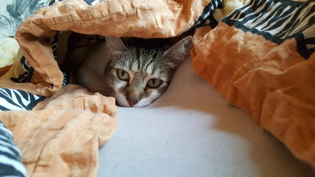 Image from Stitch
