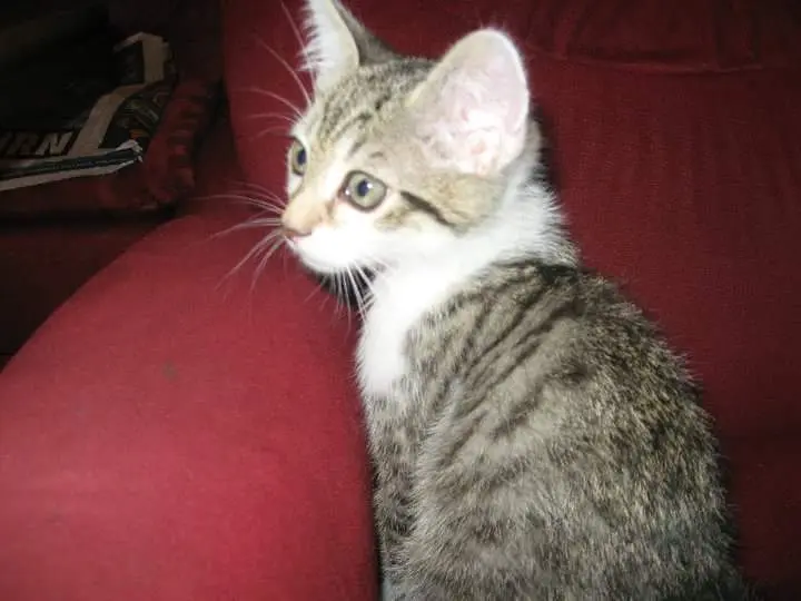 Image from Stitch