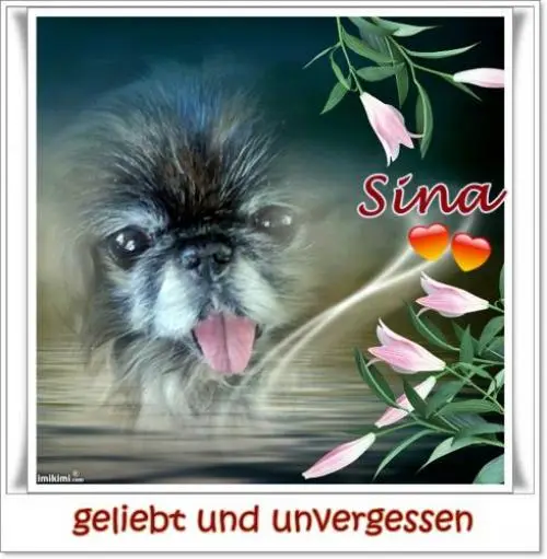 Image from mein zauberhaftes Peken-Mädchen Sina