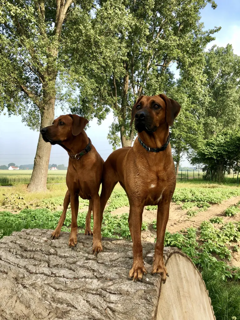 Condolence image of Nadine, Micha, Zeus & Blue