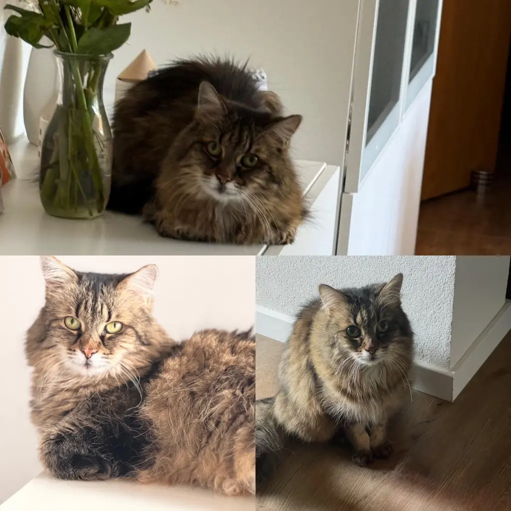 Bild von Mimi