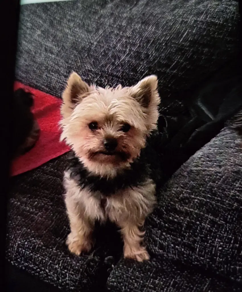 Bild von Balu