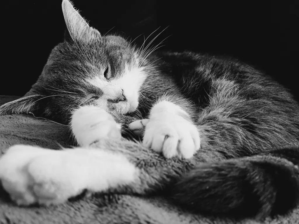 Bild von Shiva