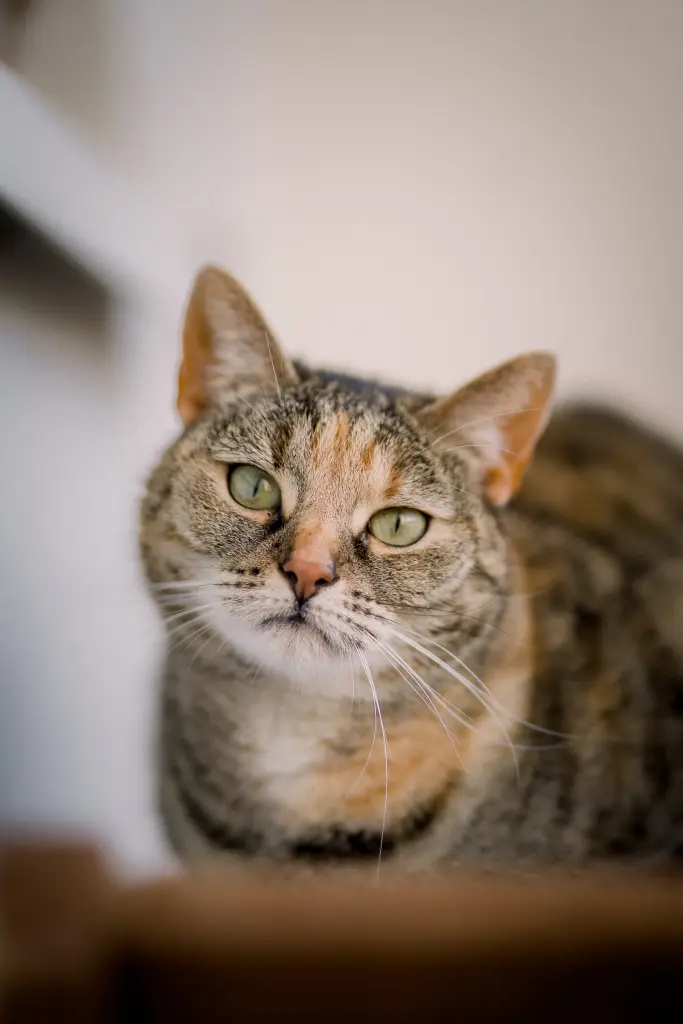 Bild von Kitty