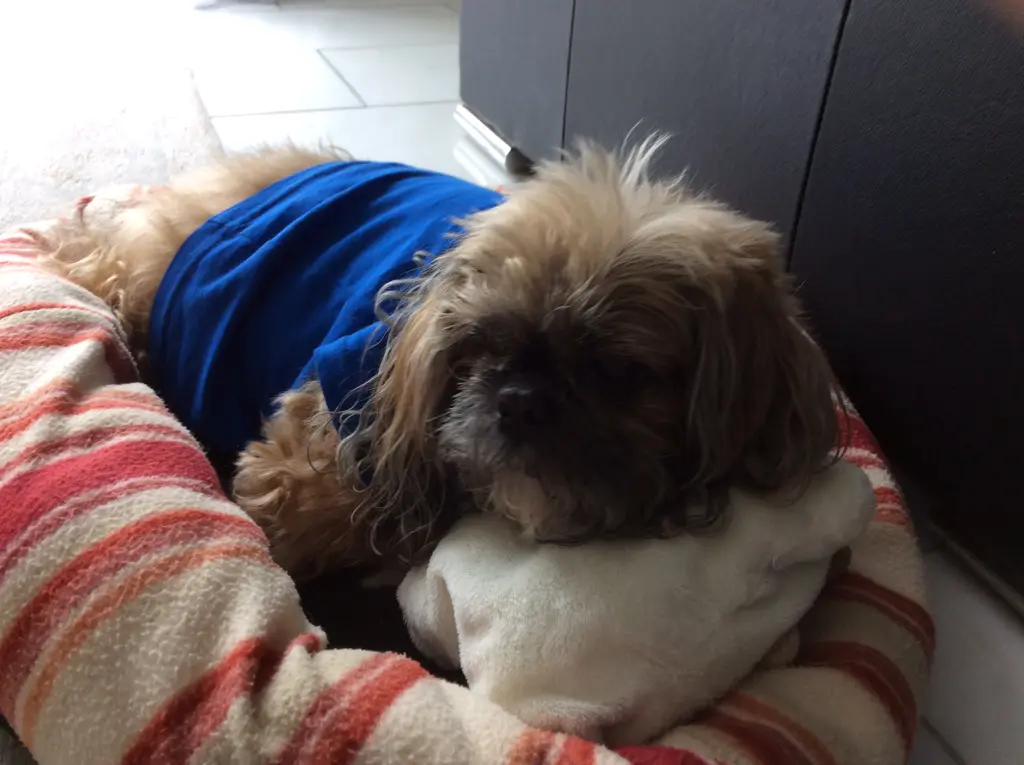 Condolence image of manuela mit simba