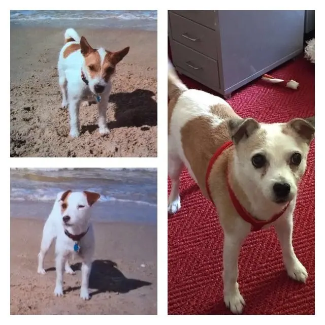 Condolence image of Petra mit Pebbels und Dottie im Herzen