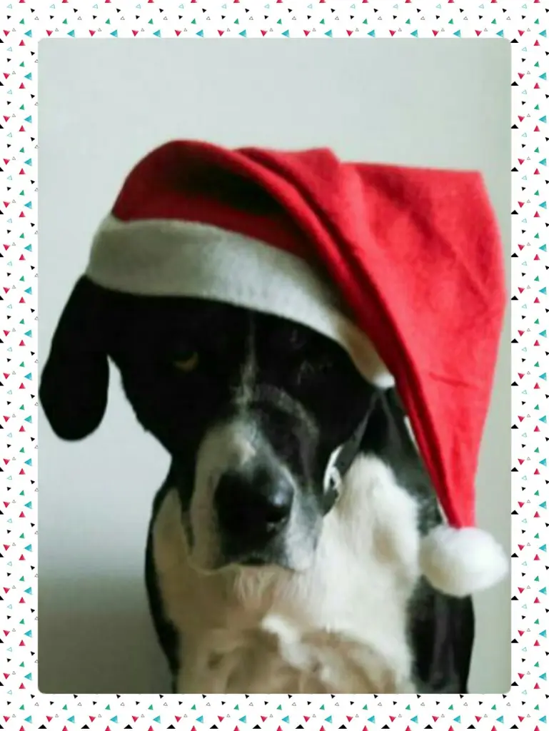 Image from Fly
