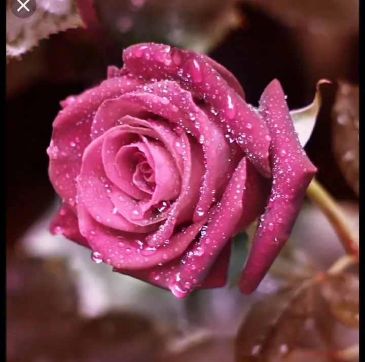 Condolence image of Sabine