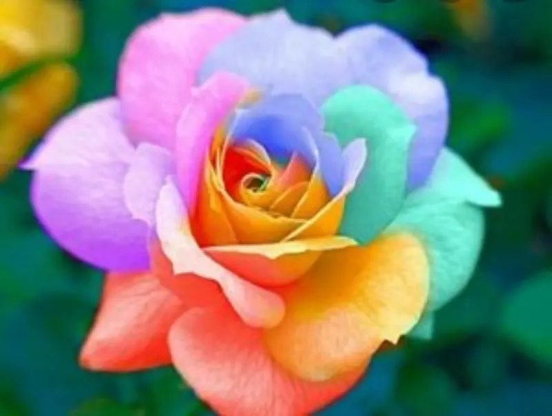 Condolence image of Sabine