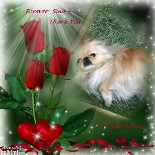 Image from ? mein Goldsternchen Sina ?