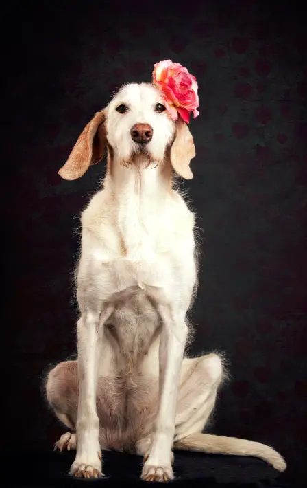 Andachtsbild von Donna