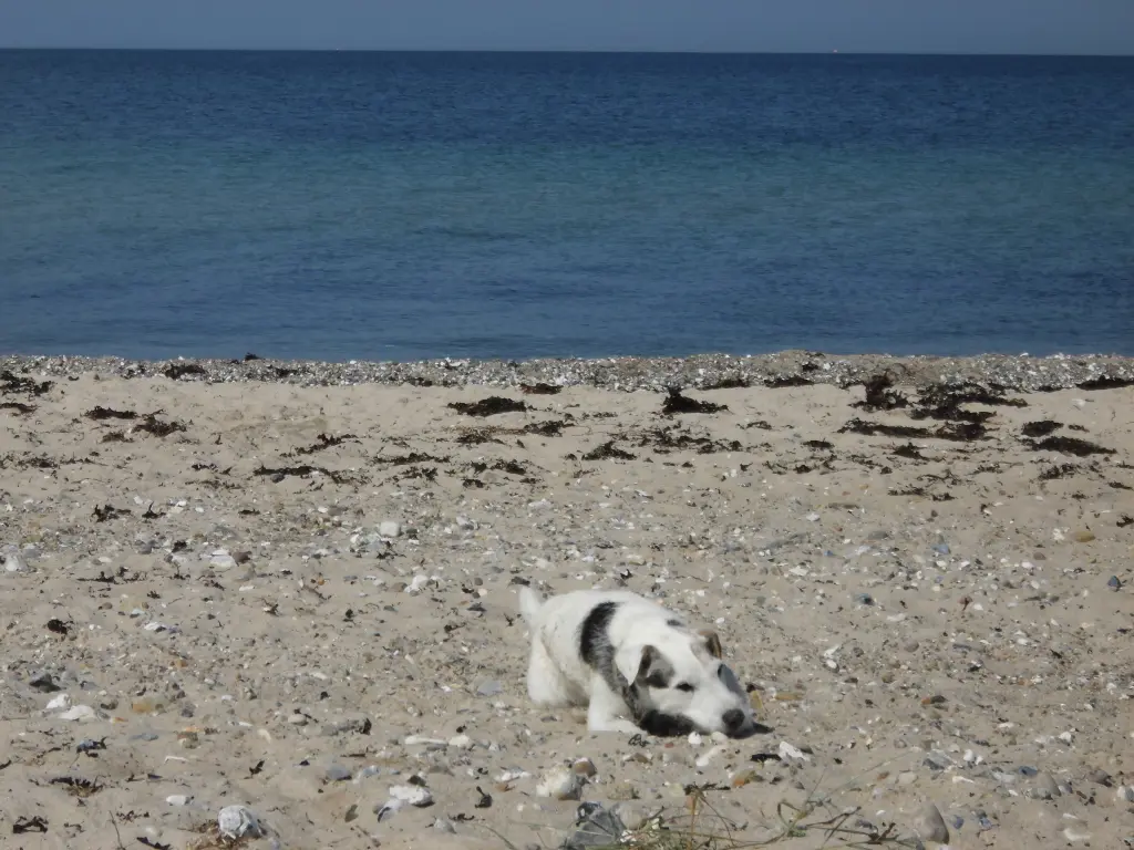 Andachtsbild von Kerstin mit Gismo im Herzen