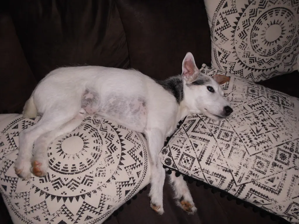 Andachtsbild von Nina mit Gismo im Herzen