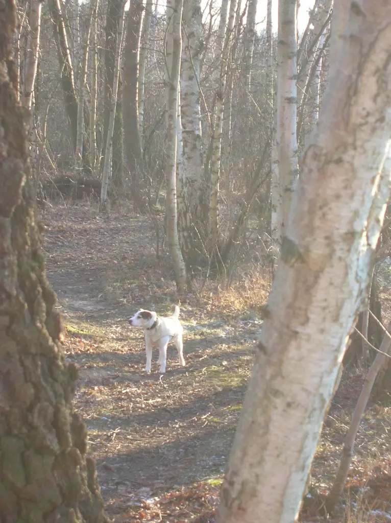 Andachtsbild von Kerstin mit Gismo im Herzen