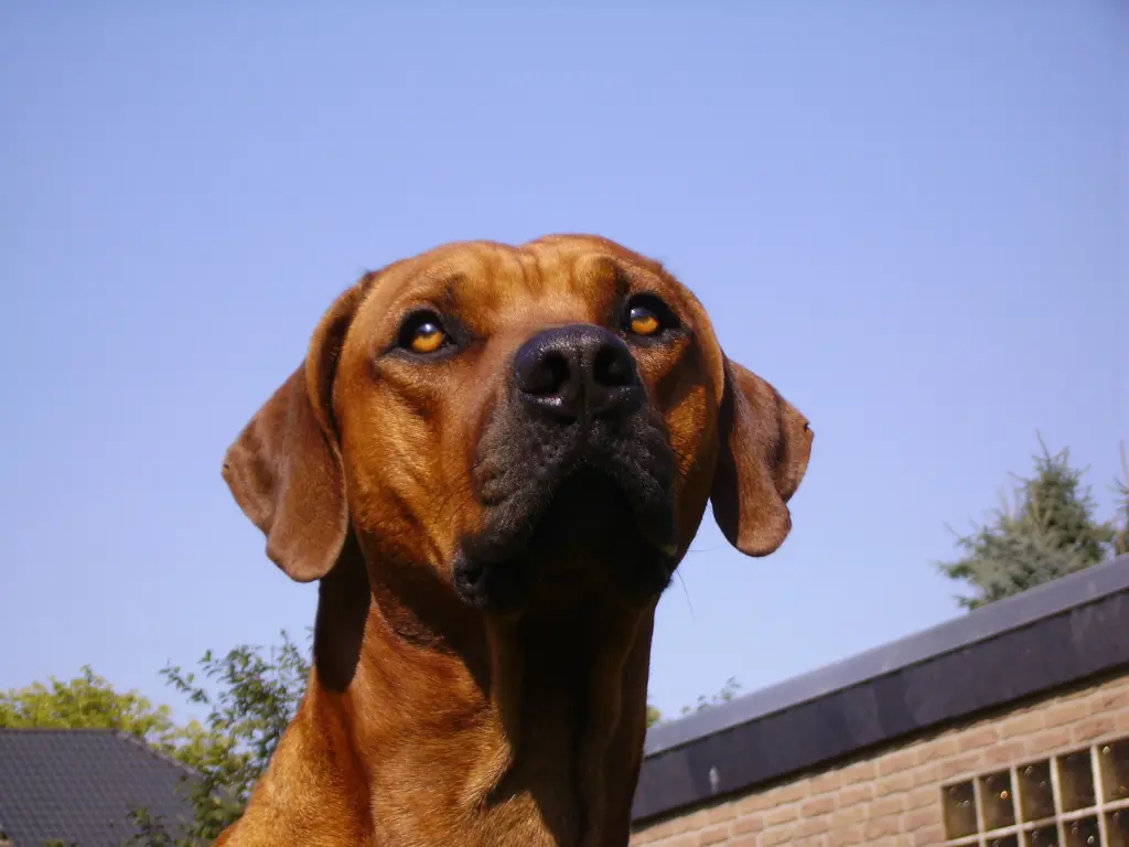 Andachtsbild von Britta