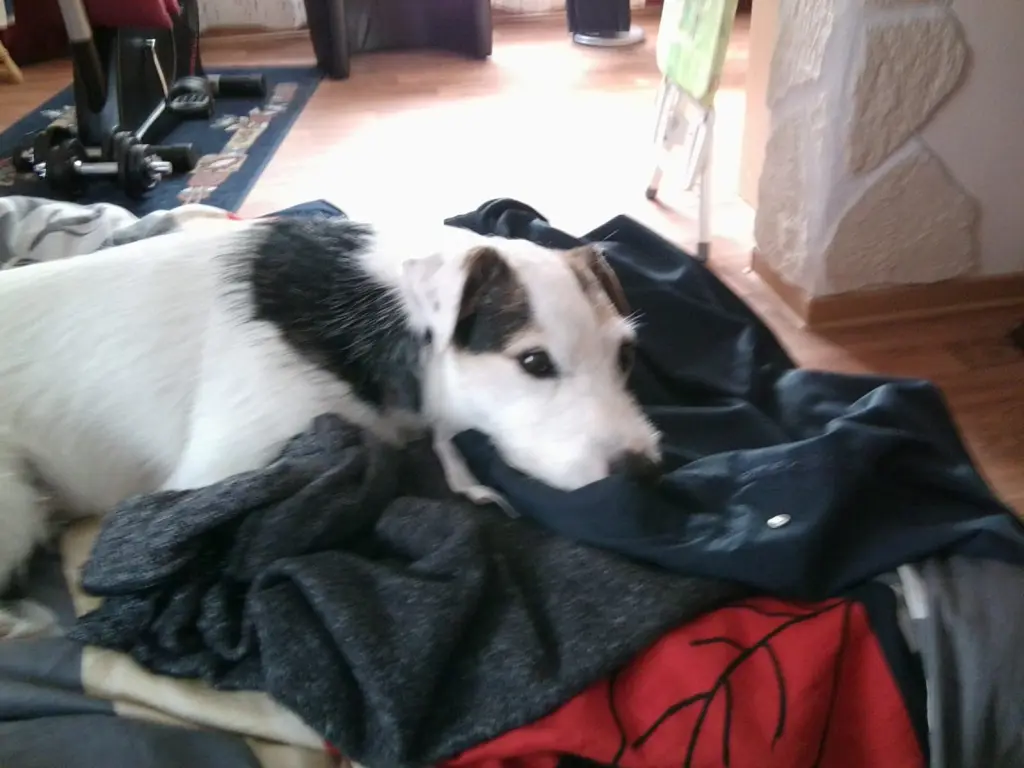 Andachtsbild von Kerstin mit  Gismo  im Herzen 