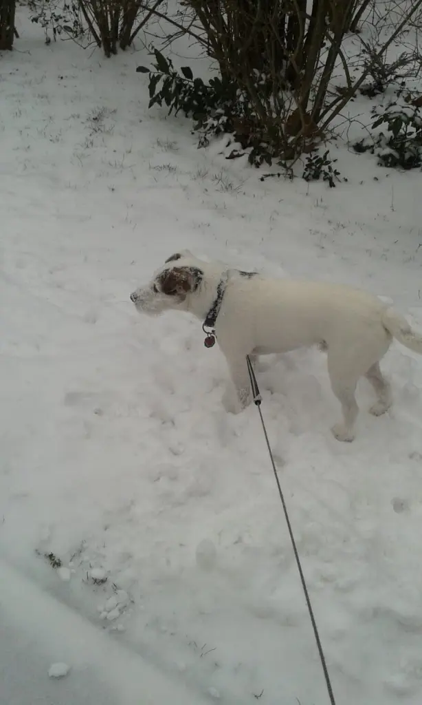 Andachtsbild von Kerstin mit  Gismo  im Herzen 