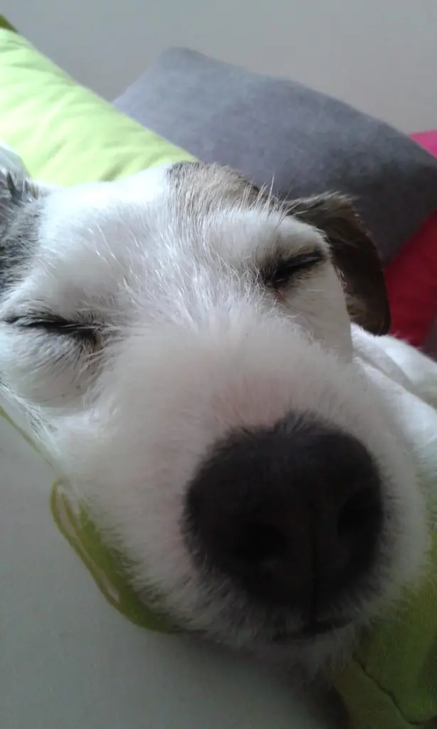 Andachtsbild von Kerstin mit  Gismo  im Herzen 