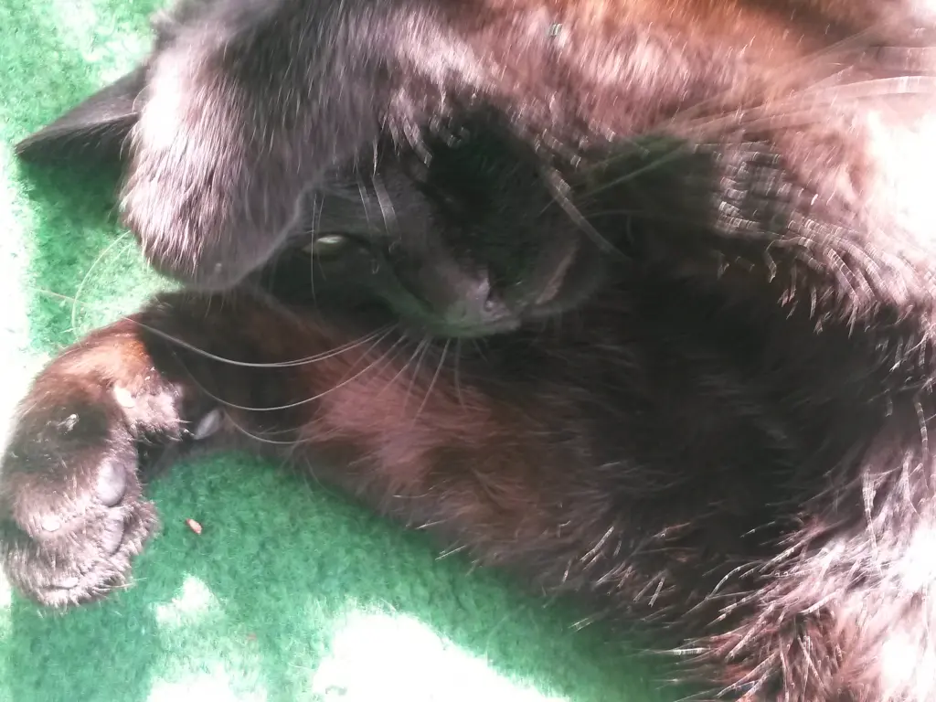 Andachtsbild von Anja mit Joy im Herzen ❤