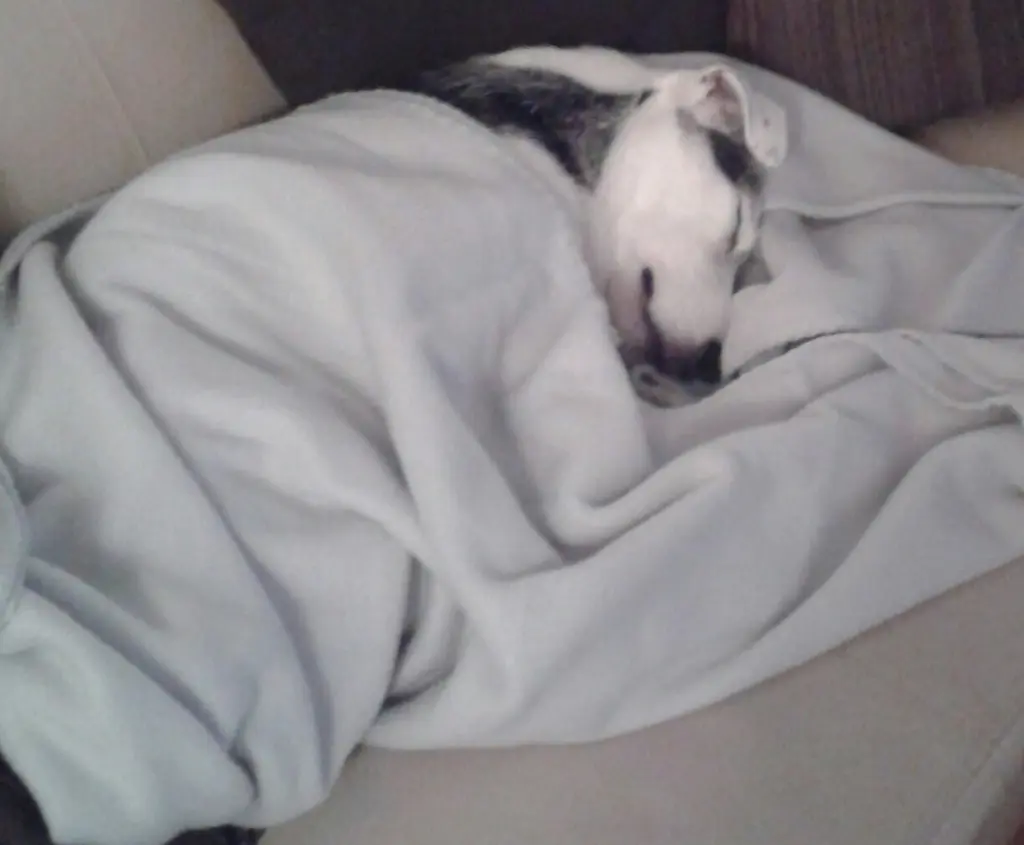 Andachtsbild von Nina mit Gismo im Herzen