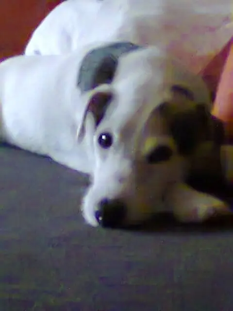 Andachtsbild von Kerstin mit Gismo im Herzen 