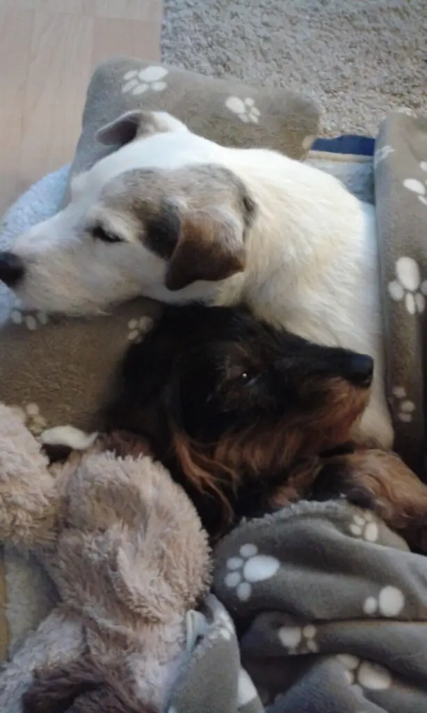 Andachtsbild von Kerstin mit Gismo im Herzen 